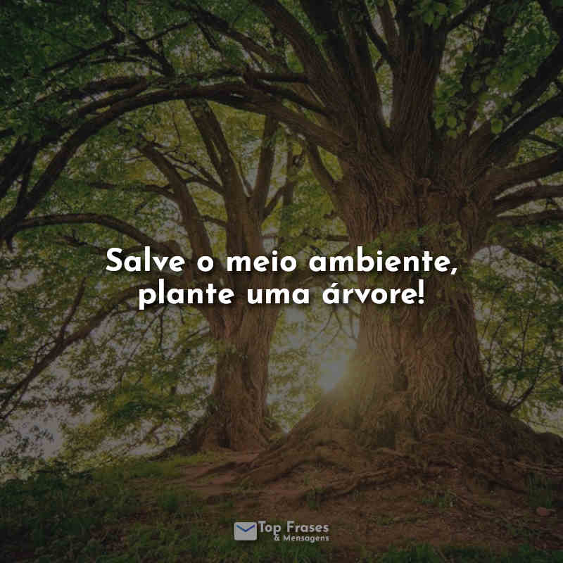 Dia da arvore frases: Salve o meio ambiente, plante uma árvore!