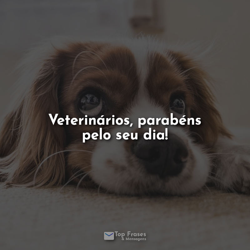 Frases: Veterinários, parabéns pelo seu dia!